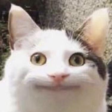 Smiling cat